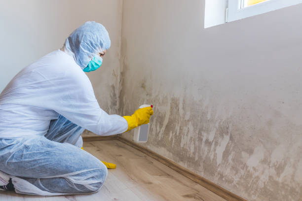 Licensed Commercial Mold Remediation service in Holbrook, AZ - WQB Mold Removal