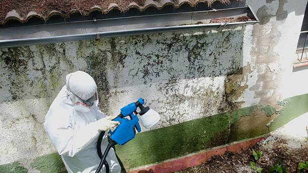 Top rated local Commercial Mold Remediation specialists in Holbrook, AZ